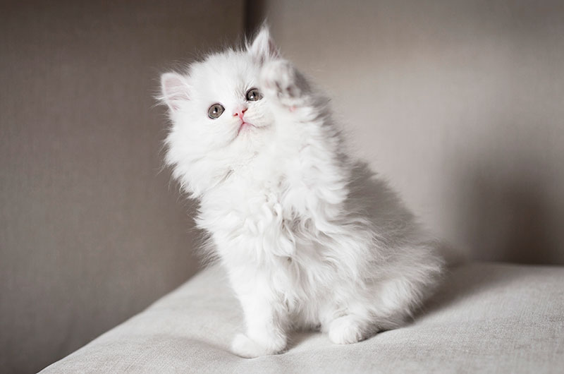 kitten